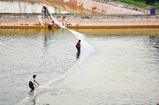 南岸区大力发展生态渔业，助推畜牧渔业饲料销售新增长