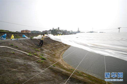 疏通产业链堵点，保障“菜篮子”供应——重庆养殖大区力促养殖业补损复产与饲料销售畅通